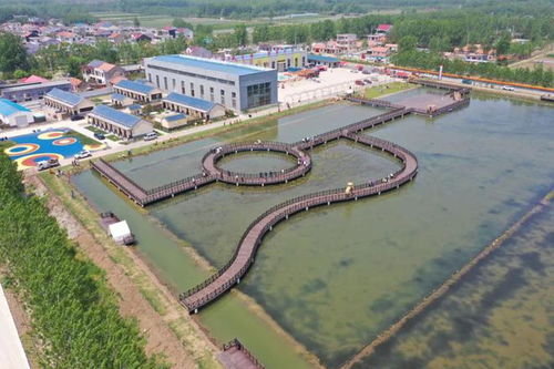 赣榆城头镇稻虾基地和连栋大棚建设项目中标,生态农业旅游新发展