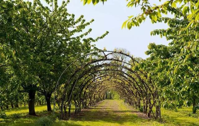 园林评论 | 品种漫谈:论经济苗木的应用及市场前景