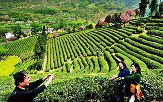 农业陕西 示范引领种植业转型