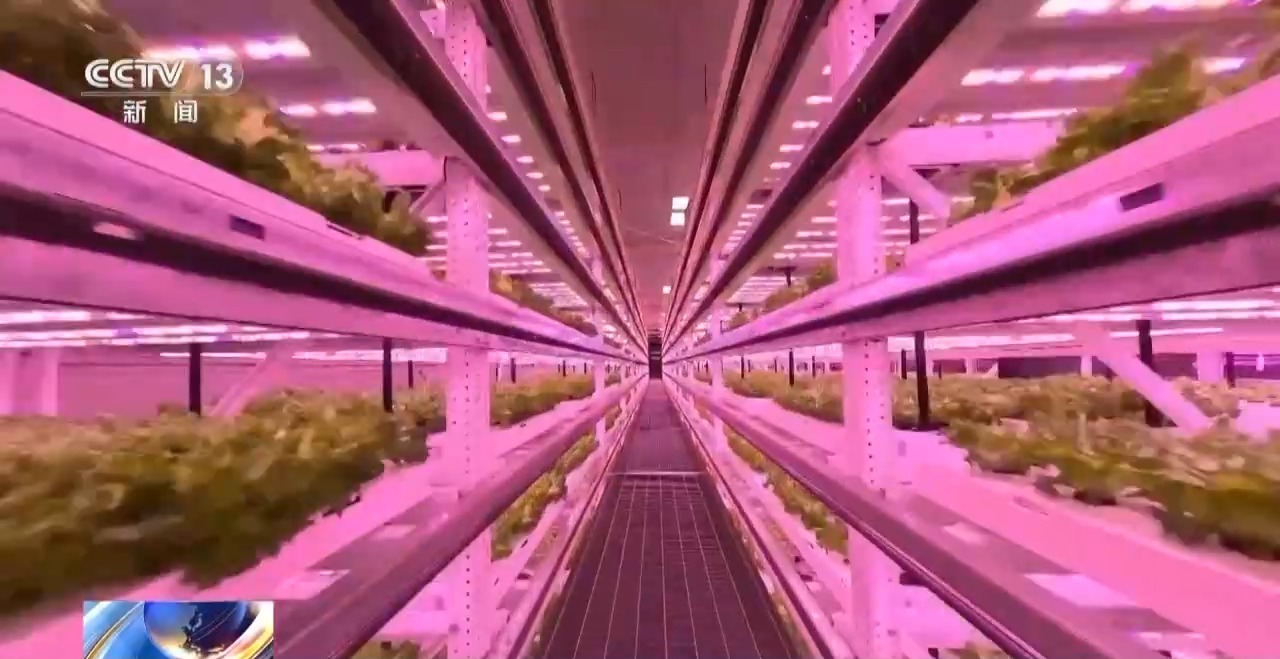 机器人养蛋鸡、室内蔬菜工厂…福建农业上演“科技大片”