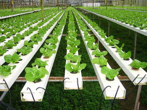 新加坡土地制度历史沿革及土地产权制度,新加坡农业发展,新加坡土地制度改革,新加坡现代都市农业 专题