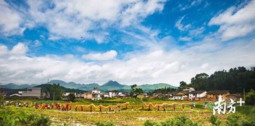 丰收季 韶关仁化 农业 旅游 融合发展硕果累累