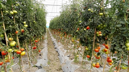 陇川农信社:扶持“三农”企业助力脱贫攻坚