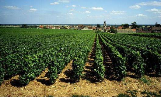 创意农业为休闲农业和乡村旅游增添新活力