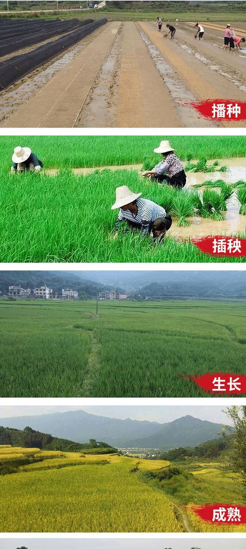 广西桂林 全州县七彩人生富硒天湖黑珍珠2kg农产品特产