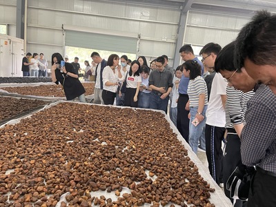 贵池区涓桥镇:提升“黄精”品牌效应 带动多业态融合发展