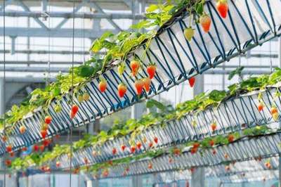 拿下“神农鼎”,乡村振兴“尖子生”有话说