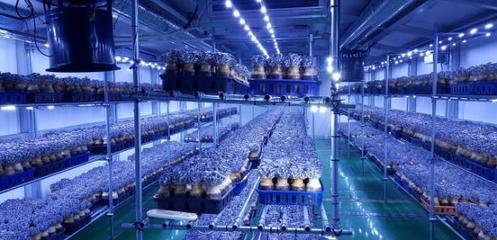 韩国:韩国京畿道农业技术研究所开发平菇新品种