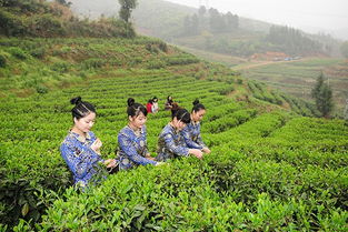 新化走出旅游新路 农旅融合成 新引擎