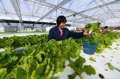 浙江平湖:现代“植物工厂”春意浓
