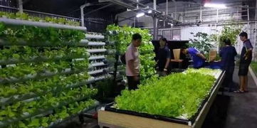 中国特色小镇 现代农业 航空旅游 生态养生 特色文化,又一个新农村