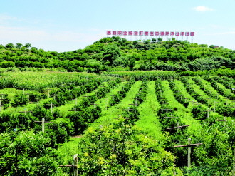 85%规模化种植,忠县柑橘大有“大招”