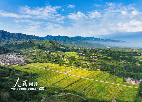 陕西蓝田 油葵花海宛若画卷