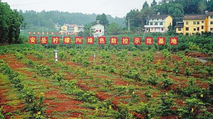 “柠檬兄弟”从竞争到携手共建的背后--成渝现代高效特色农业带这样建