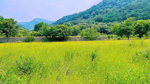 免费开放 平谷这里多了片油菜花花海