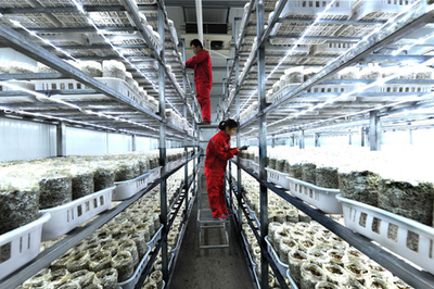 河南:濮阳年产8000吨海鲜菇基地项目正式投产_产业资讯_食用菌新闻_中国食用菌商务网