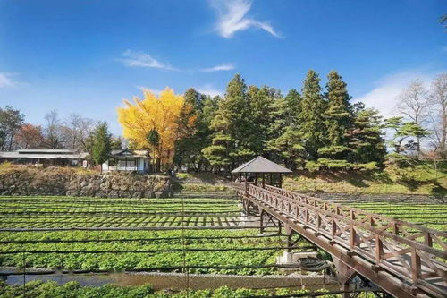 如何打造乡村旅游慢生活下 沉浸式体验
