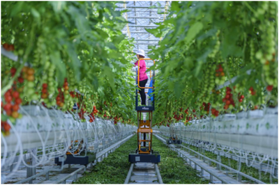 让“京字号”现代农业高质量腾飞--北京市农业品牌建设观察