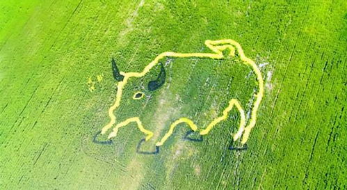 提振农村消费再被提上日程, 专家 农民有后顾之忧