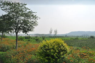 罗庄区迷龙湖休闲农业开发旅游项目规划通过专家评审