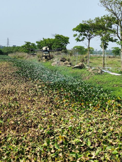 海南已发现395种外来入侵物种