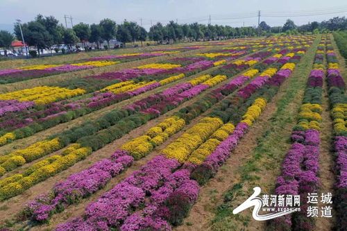 芮城菊花小镇开园迎客