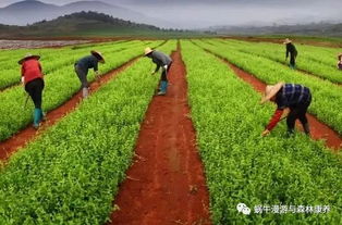 森林产业要想快速发展,必须和它们结合起来