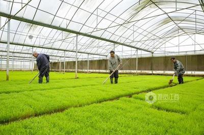 江西瑞昌:早稻管护忙 新苗满眼绿