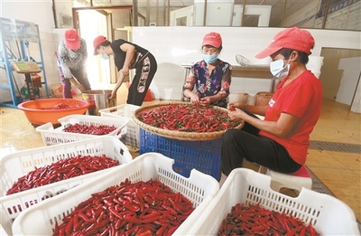 辣椒映红脱贫路