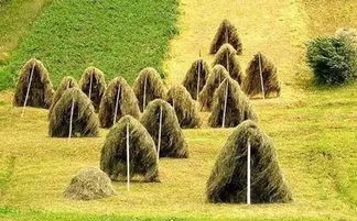 打造休闲农业旅游项目的文化与景观价值 策略与实践