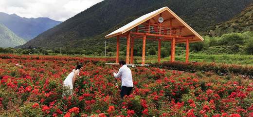 工布花开助脱贫 农业旅游开发的创新实践