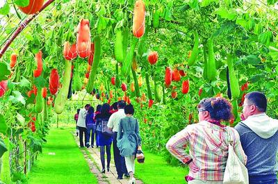 绥化释放优势潜力谱写振兴新篇章 绿色发展产业勃兴与农业旅游开发