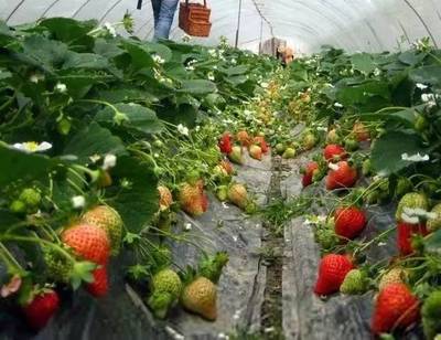 厉害了！江苏9县市被中央点赞，扬州上榜！快看看有没有你家~