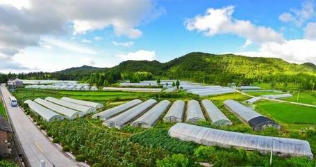 温州市委书记陈伟俊点赞文成农业旅游开发工作