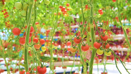 河北迁西 乡村旅游成为乡村振兴“新引擎”