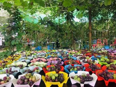 丰收季，采摘游走起！余杭初秋水果“大作战”攻略来了