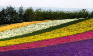 花卉农业项目新亮点 南通花田喜地农业旅游综合体的多维发展探索
