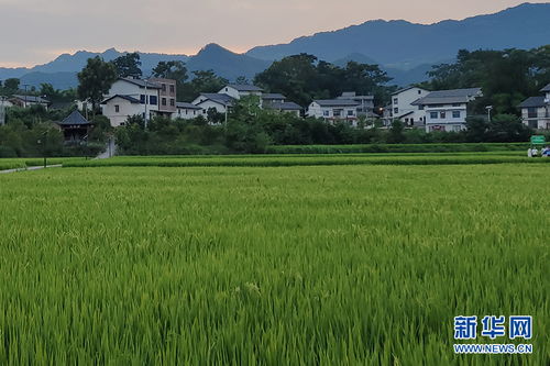 田园变公园 田园综合体绘出振兴好风景