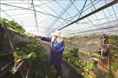 看这个村的“农业工厂”是什么样的