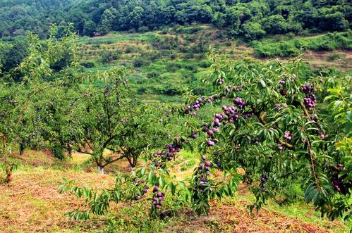 泸县石桥镇 山沟沟里结满“致富金果”，农旅融合绘就乡村振兴新画卷