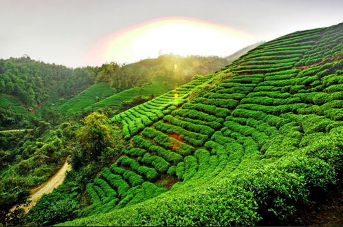 茶乡旅游精品线路终选名单出炉，夏季避暑新选择引领农业旅游新风尚